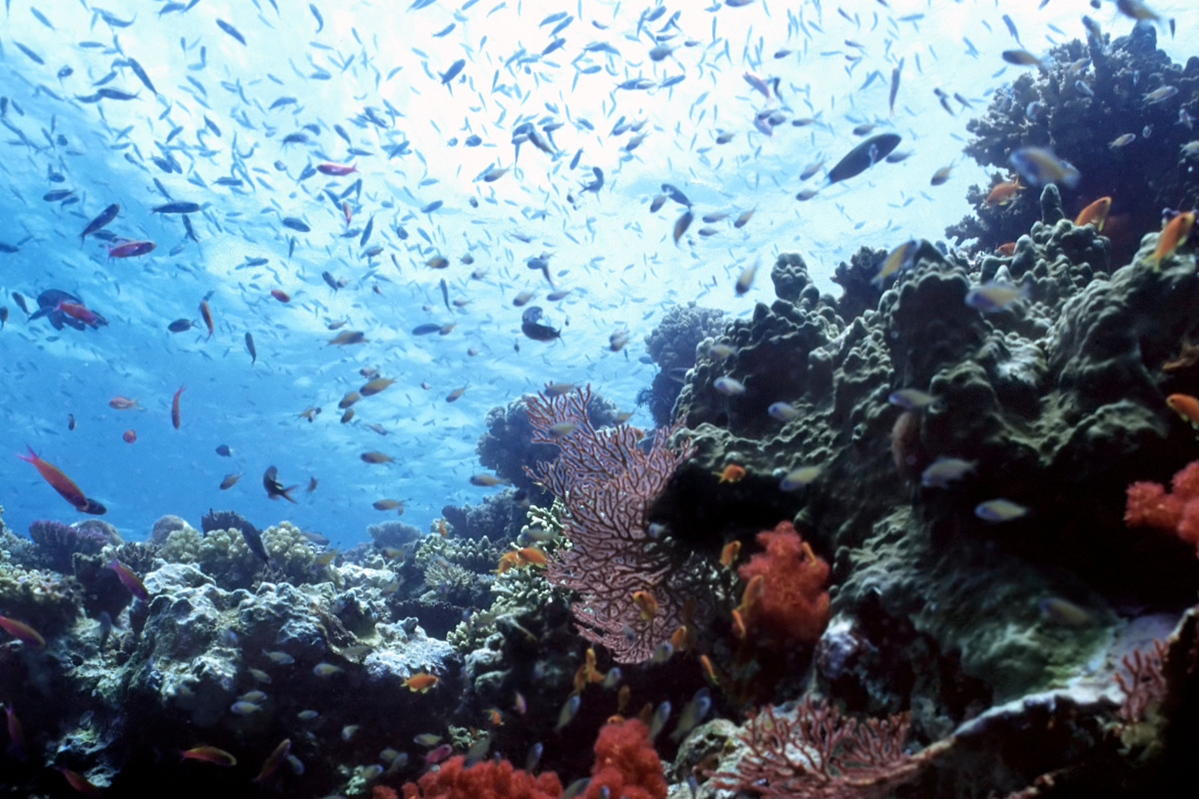 194 beqa island.webp
